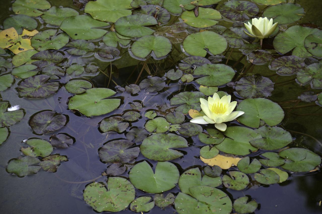 Jardin Boussard 08 2015 (3)