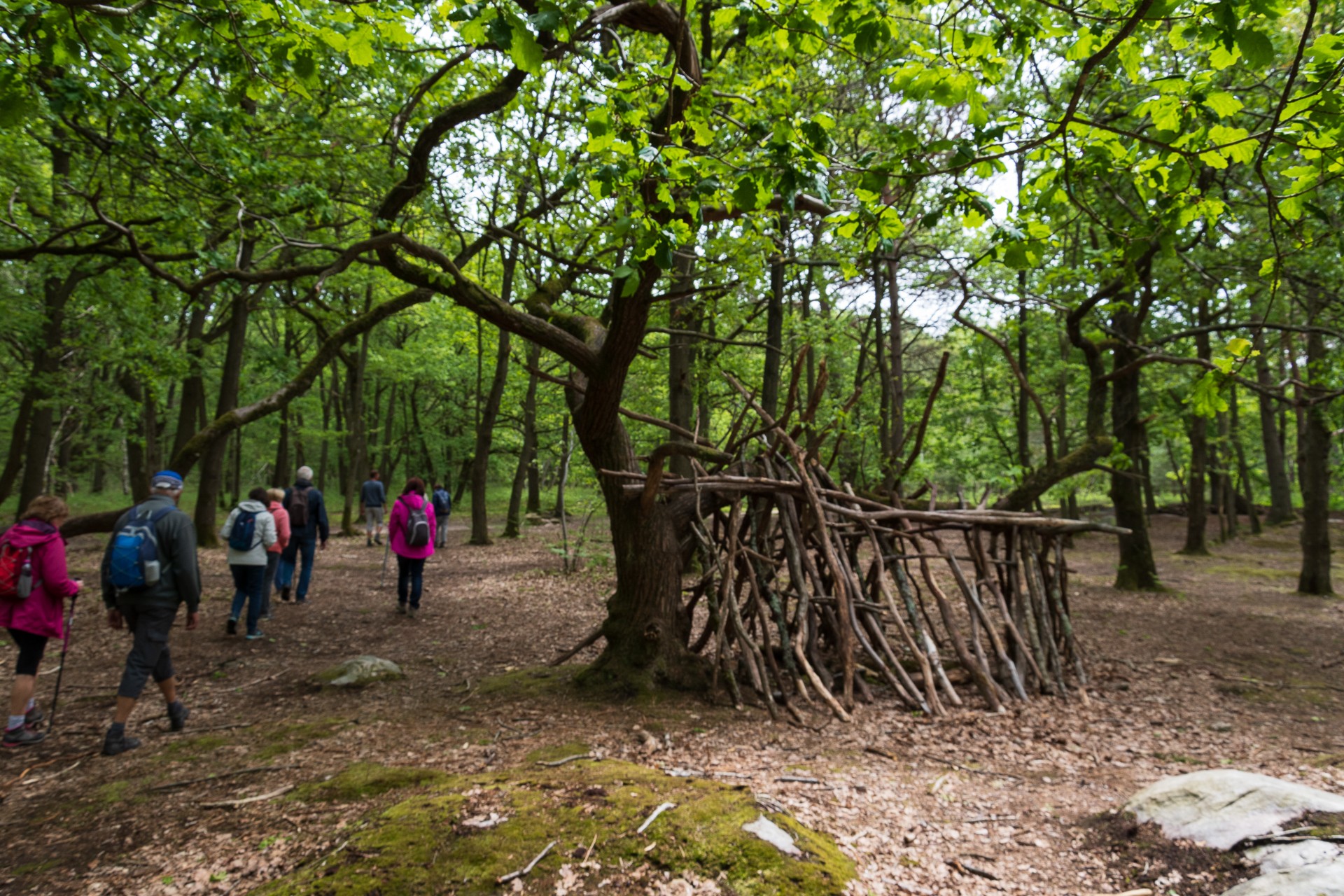 La foret de la roche turpin 1 