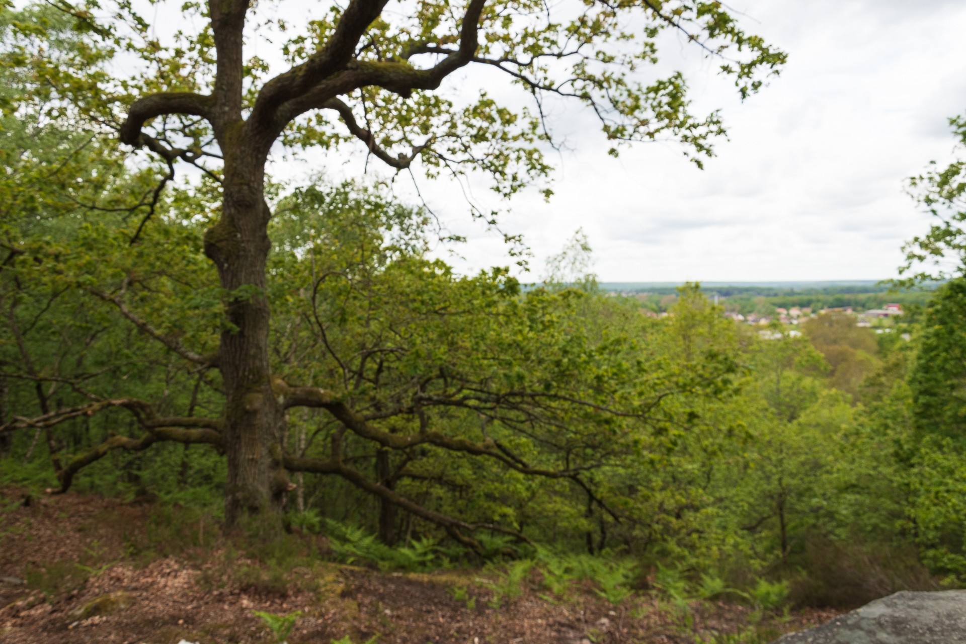 La foret de la roche turpin 2 