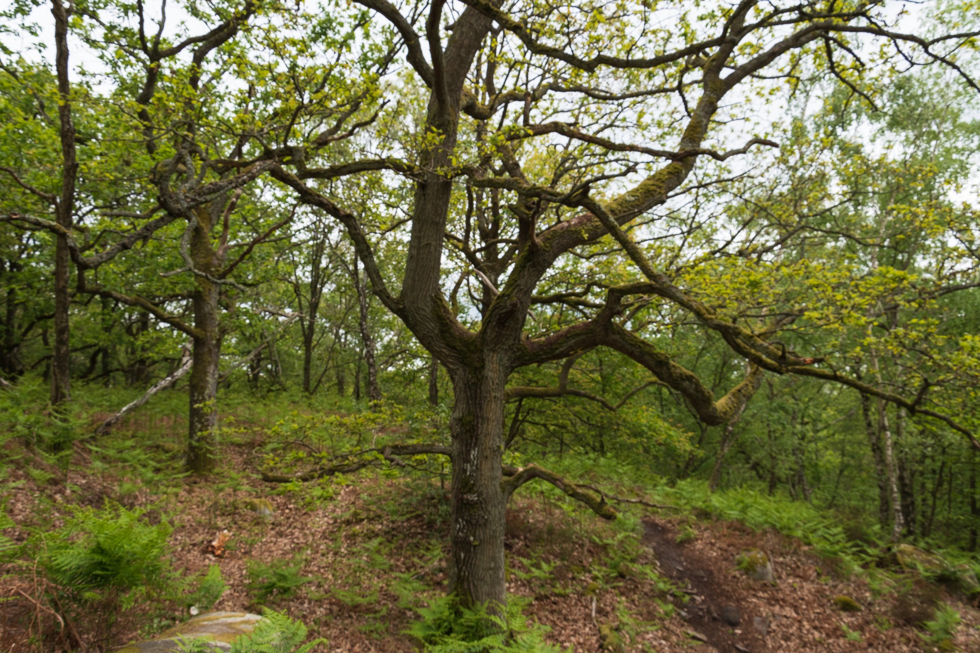 La foret de la roche turpin 3 