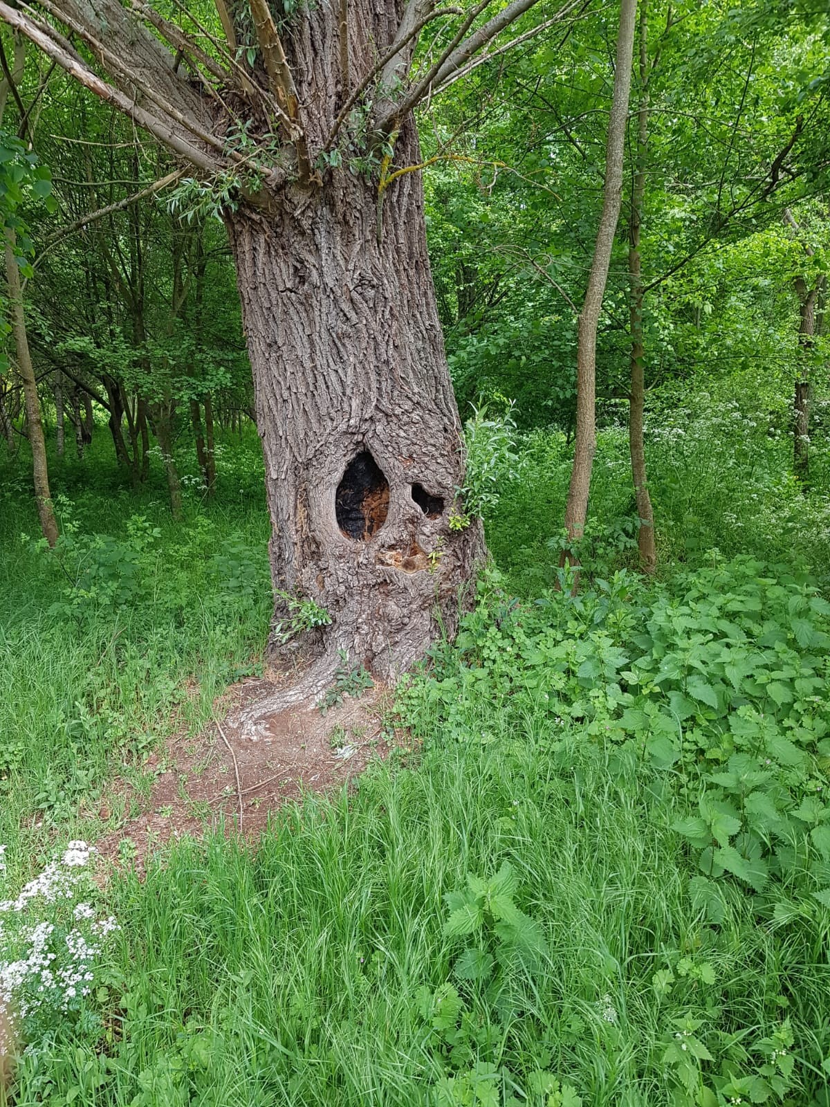 La foret de la roche turpin 6 