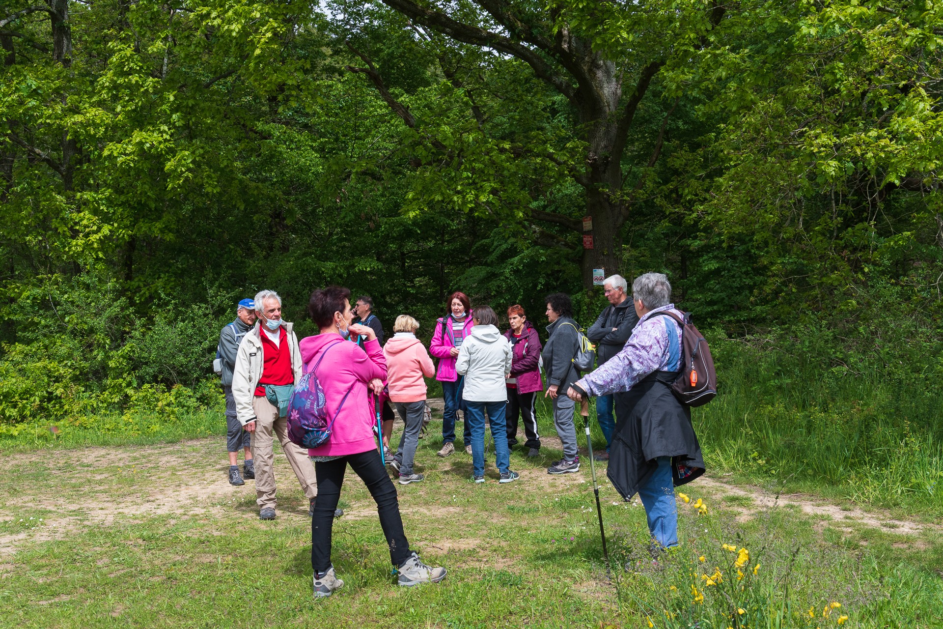 La foret de la rocher turpin 11 