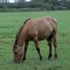 251 006 2 