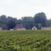 Clos vougeot 09 2021 15 