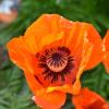 DSC_0040 (2)