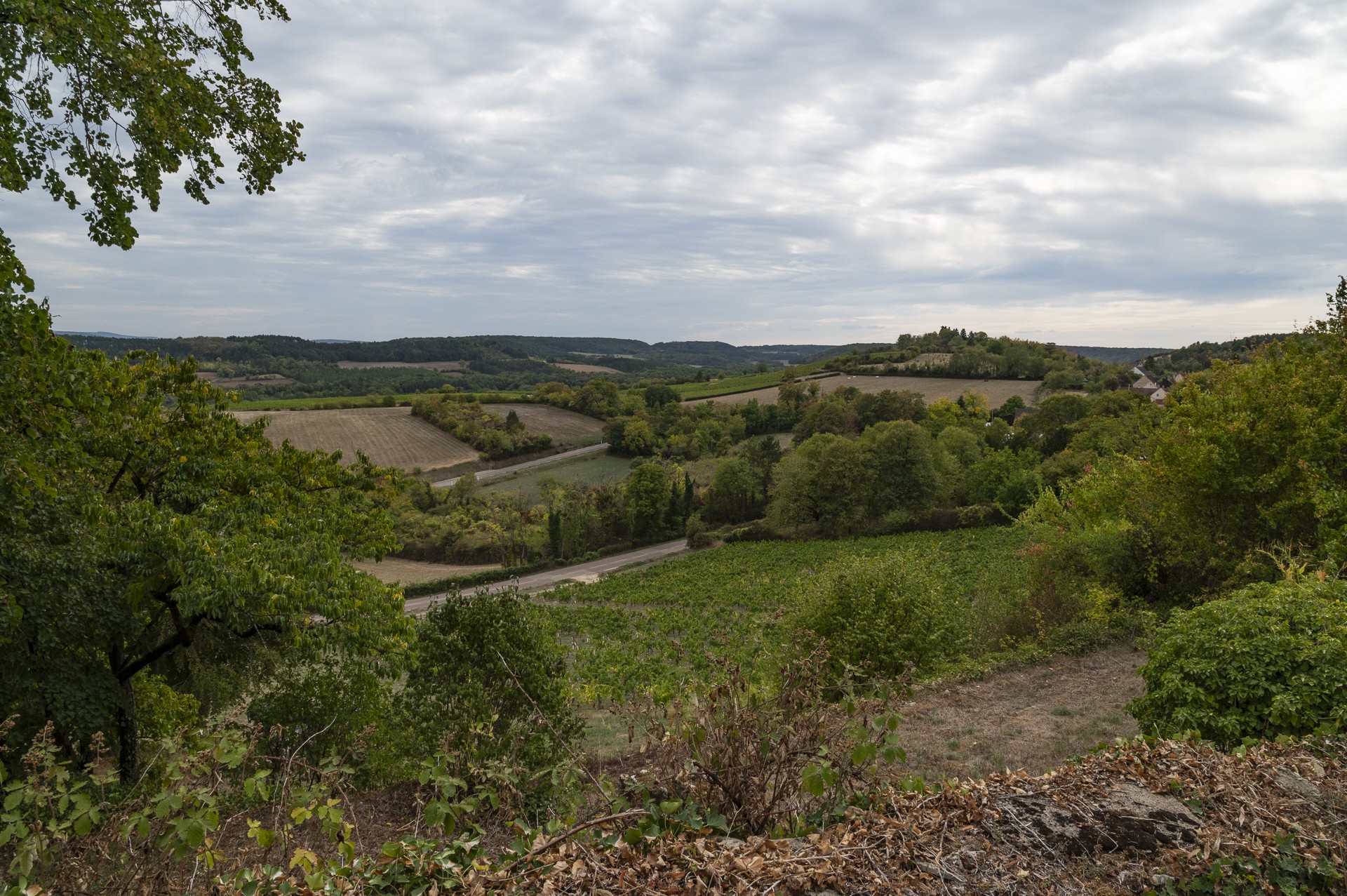 Dsc2967